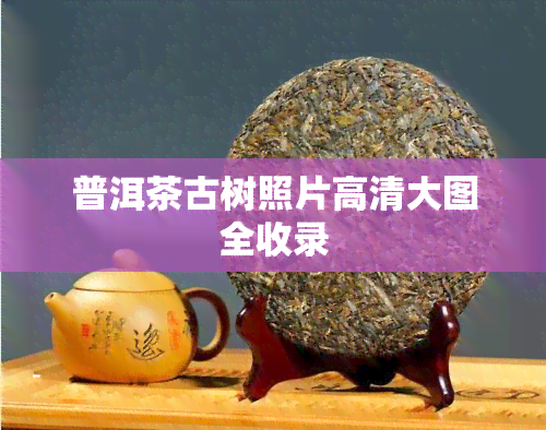 普洱茶古树照片高清大图全收录