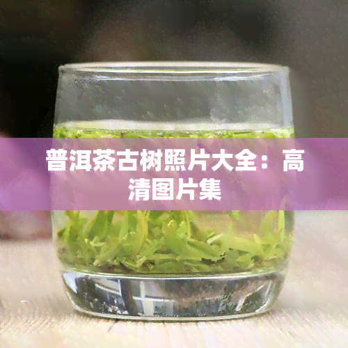 普洱茶古树照片大全：高清图片集