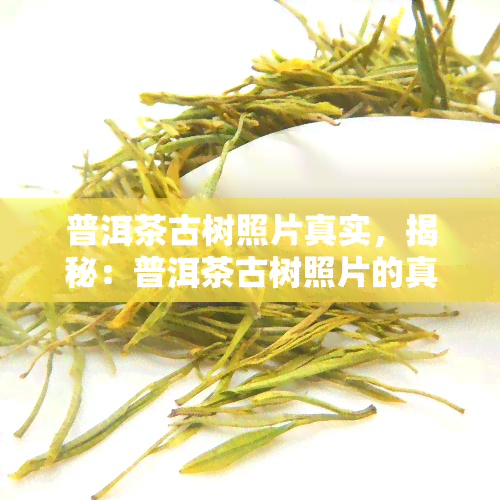 普洱茶古树照片真实，揭秘：普洱茶古树照片的真实面貌！