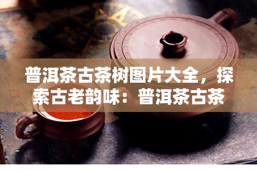 普洱茶古茶树图片大全，探索古老韵味：普洱茶古茶树图片大全