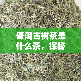 普洱古树茶是什么茶，探秘普洱古树茶：了解这种古老而独特的茶叶品种