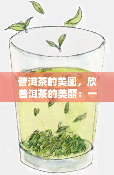 普洱茶的美图，欣普洱茶的美丽：一幅幅精致的美图展示