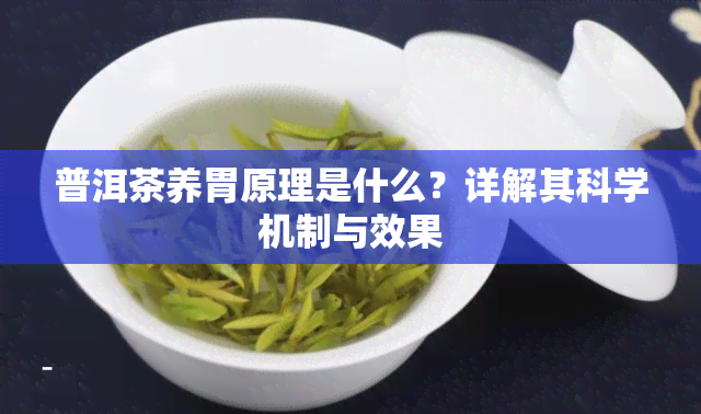 普洱茶养胃原理是什么？详解其科学机制与效果