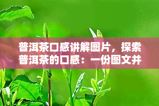 普洱茶口感讲解图片，探索普洱茶的口感：一份图文并茂的详解