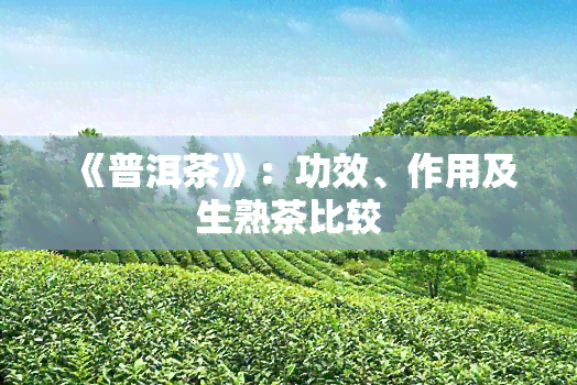 《普洱茶》：功效、作用及生熟茶比较