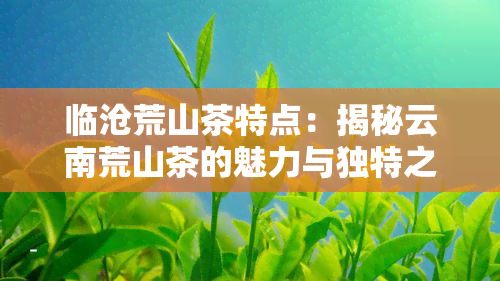 临沧荒山茶特点：揭秘云南荒山茶的魅力与独特之处