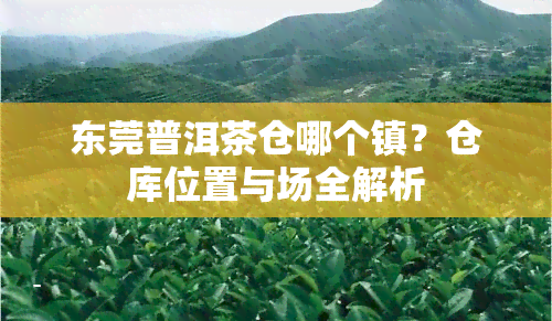 东莞普洱茶仓哪个镇？仓库位置与场全解析