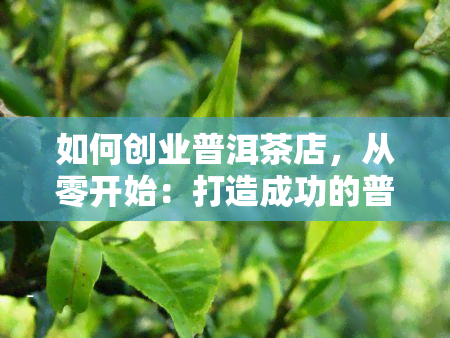 如何创业普洱茶店，从零开始：打造成功的普洱茶店创业指南