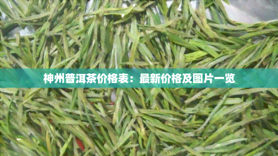 神州普洱茶价格表：最新价格及图片一览