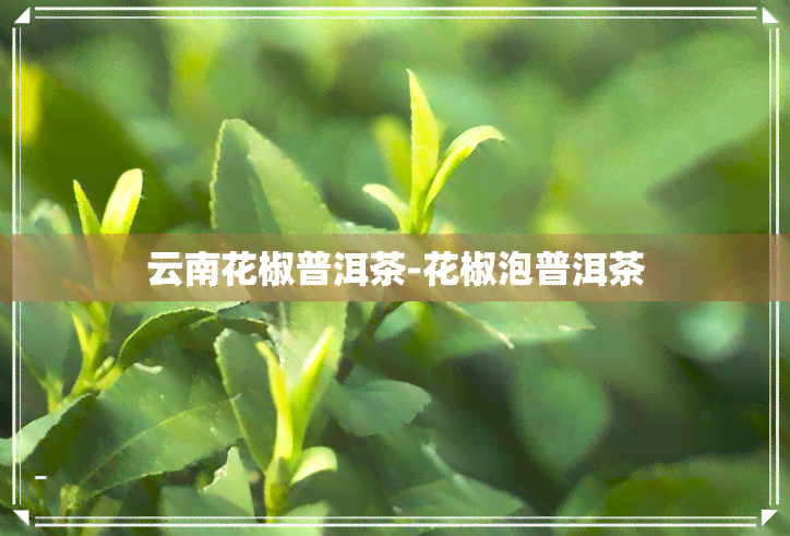 云南花椒普洱茶-花椒泡普洱茶