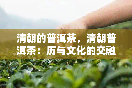 清朝的普洱茶，清朝普洱茶：历与文化的交融