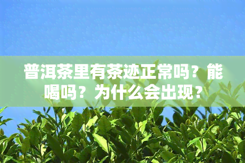 普洱茶里有茶迹正常吗？能喝吗？为什么会出现？