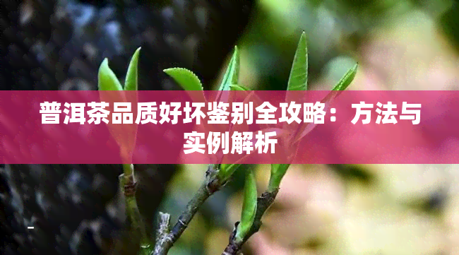 普洱茶品质好坏鉴别全攻略：方法与实例解析