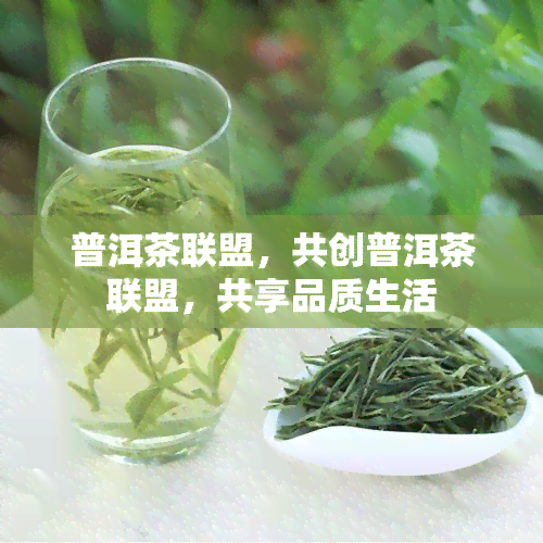 普洱茶联盟，共创普洱茶联盟，共享品质生活