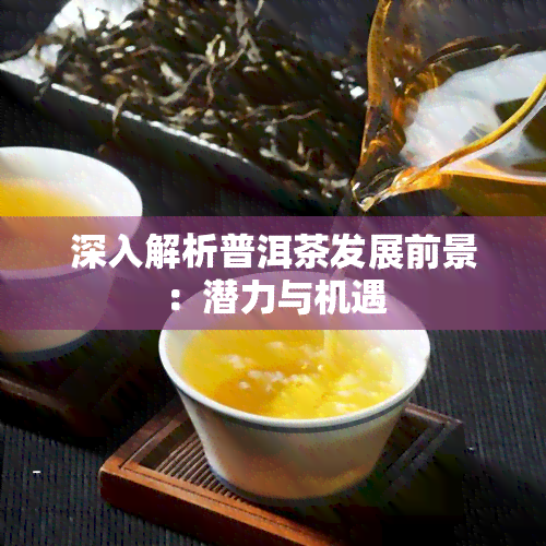 深入解析普洱茶发展前景：潜力与机遇