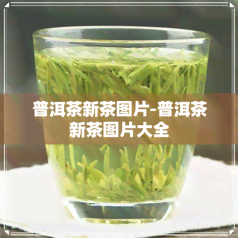 普洱茶新茶图片-普洱茶新茶图片大全