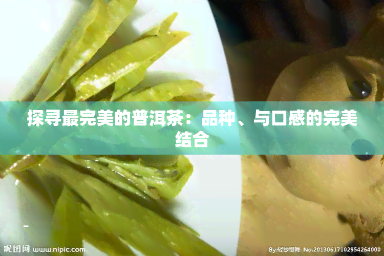 探寻最完美的普洱茶：品种、与口感的完美结合