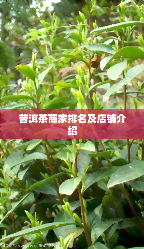 普洱茶商家排名及店铺介绍