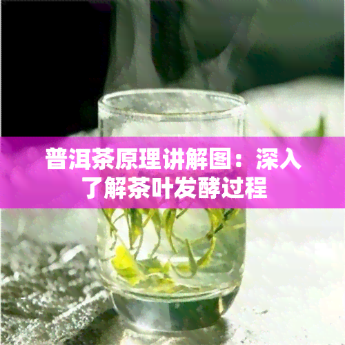 普洱茶原理讲解图：深入了解茶叶发酵过程