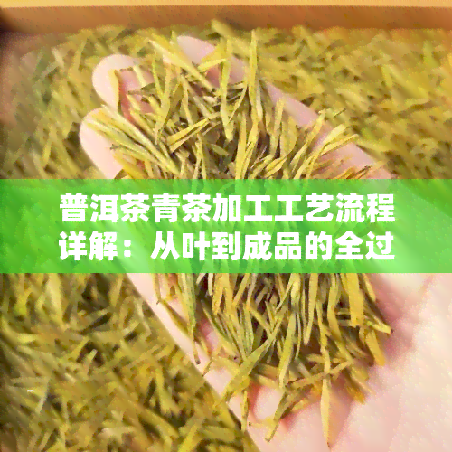 普洱茶青茶加工工艺流程详解：从叶到成品的全过程