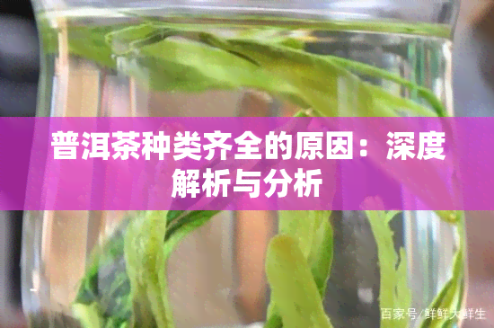 普洱茶种类齐全的原因：深度解析与分析