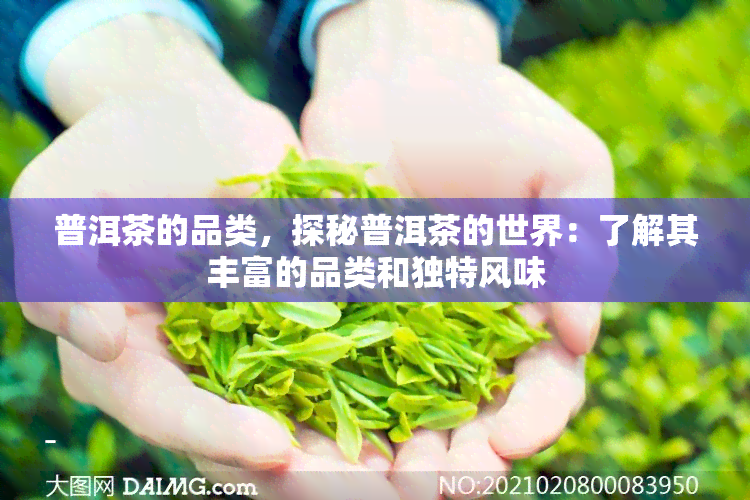 普洱茶的品类，探秘普洱茶的世界：了解其丰富的品类和独特风味