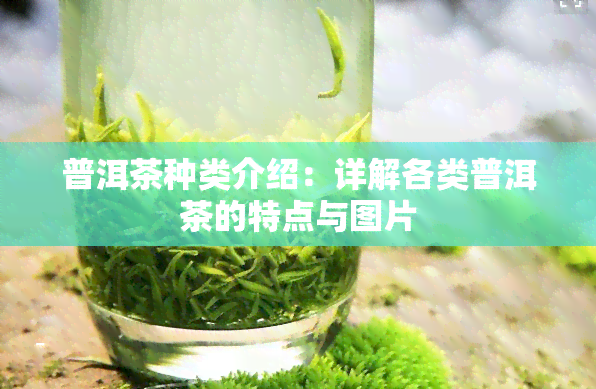 普洱茶种类介绍：详解各类普洱茶的特点与图片