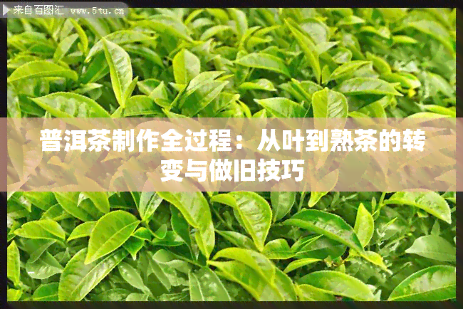 普洱茶制作全过程：从叶到熟茶的转变与做旧技巧