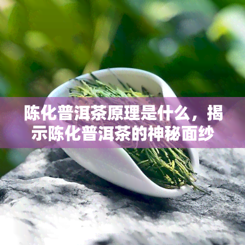 陈化普洱茶原理是什么，揭示陈化普洱茶的神秘面纱：原理解析