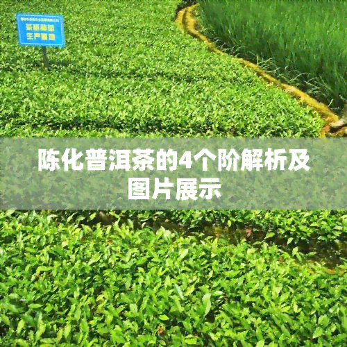 陈化普洱茶的4个阶解析及图片展示