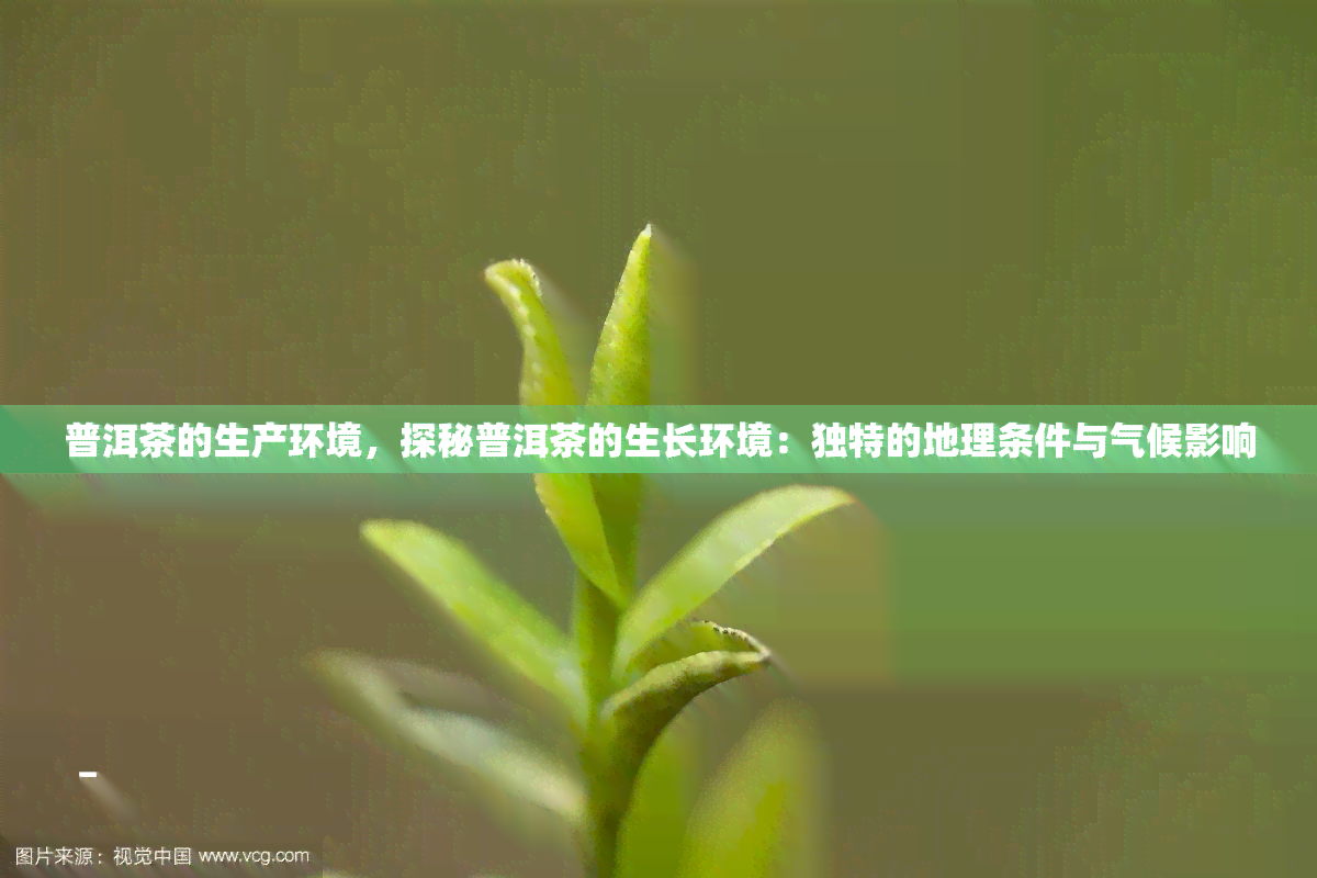 普洱茶的生产环境，探秘普洱茶的生长环境：独特的地理条件与气候影响