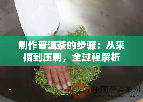 制作普洱茶的步骤：从采摘到压制，全过程解析