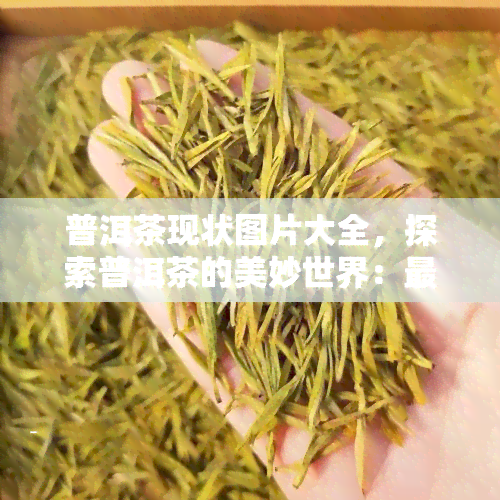 普洱茶现状图片大全，探索普洱茶的美妙世界：最新现状图片大全