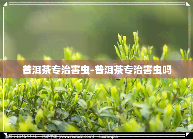 普洱茶专治害虫-普洱茶专治害虫吗