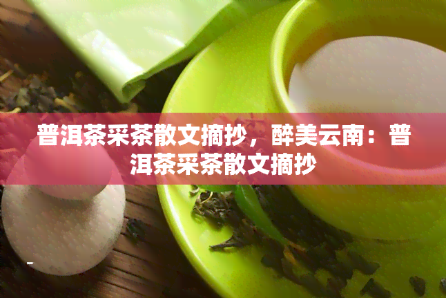 普洱茶采茶散文摘抄，醉美云南：普洱茶采茶散文摘抄