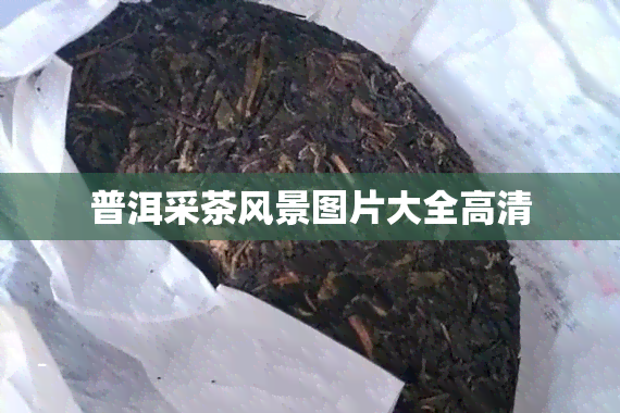 普洱采茶风景图片大全高清