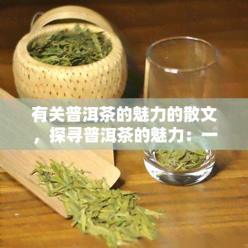 有关普洱茶的魅力的散文，探寻普洱茶的魅力：一杯韵味无穷的绿茶之旅