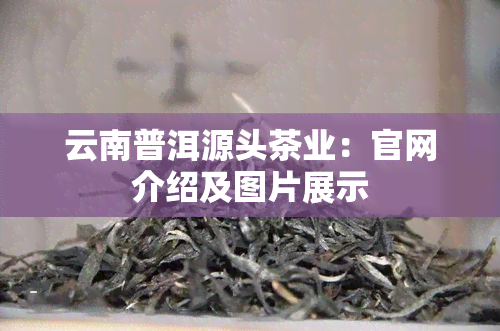 云南普洱源头茶业：官网介绍及图片展示