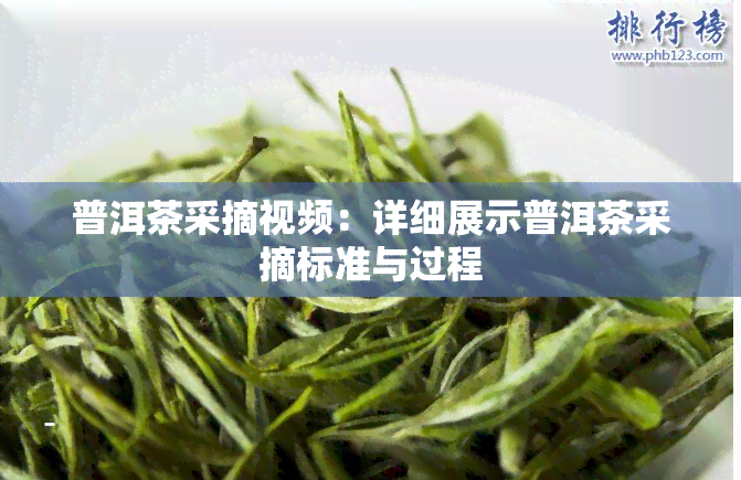 普洱茶采摘视频：详细展示普洱茶采摘标准与过程