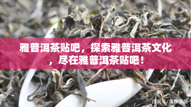 雅普洱茶贴吧，探索雅普洱茶文化，尽在雅普洱茶贴吧！