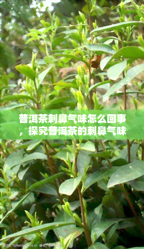 普洱茶刺鼻气味怎么回事，探究普洱茶的刺鼻气味：原因解析与解决办法