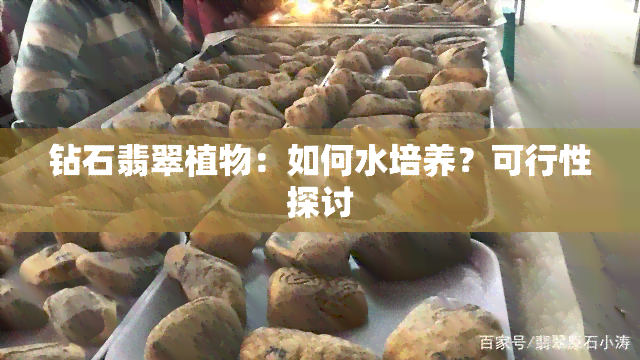 钻石翡翠植物：如何水培养？可行性探讨