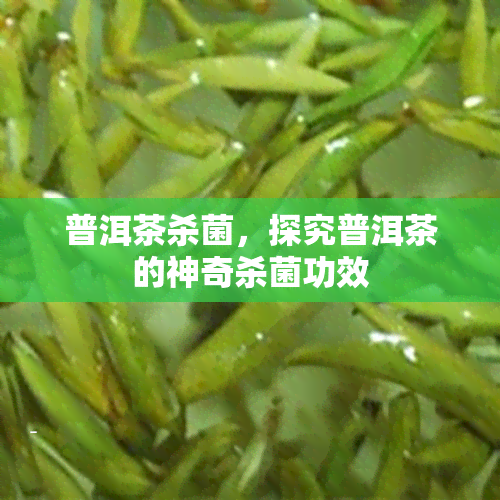 普洱茶杀菌，探究普洱茶的神奇杀菌功效