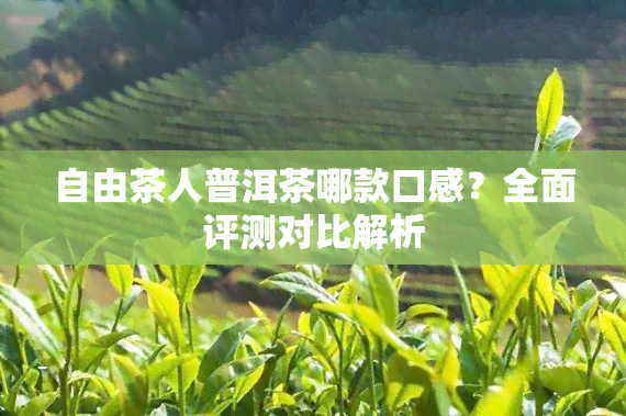 自由茶人普洱茶哪款口感？全面评测对比解析