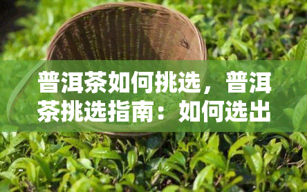 普洱茶如何挑选，普洱茶挑选指南：如何选出优质好茶？