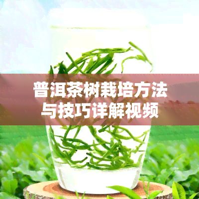 普洱茶树栽培方法与技巧详解视频