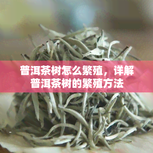 普洱茶树怎么繁殖，详解普洱茶树的繁殖方法