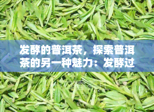 发酵的普洱茶，探索普洱茶的另一种魅力：发酵过程中的独特风味与健益处