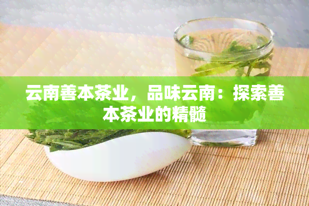 云南善本茶业，品味云南：探索善本茶业的精髓