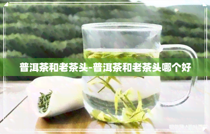 普洱茶和老茶头-普洱茶和老茶头哪个好